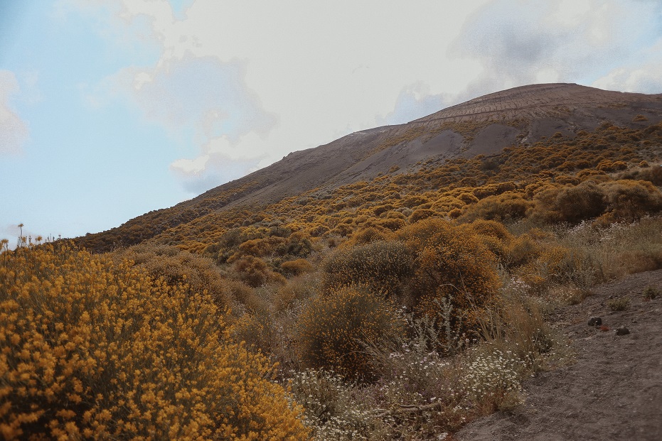 Flower piedmont on the Vulcano island