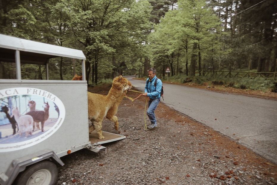 Alpacas transportation