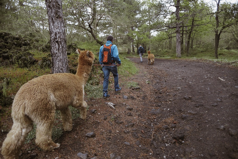 Alpacas trekking