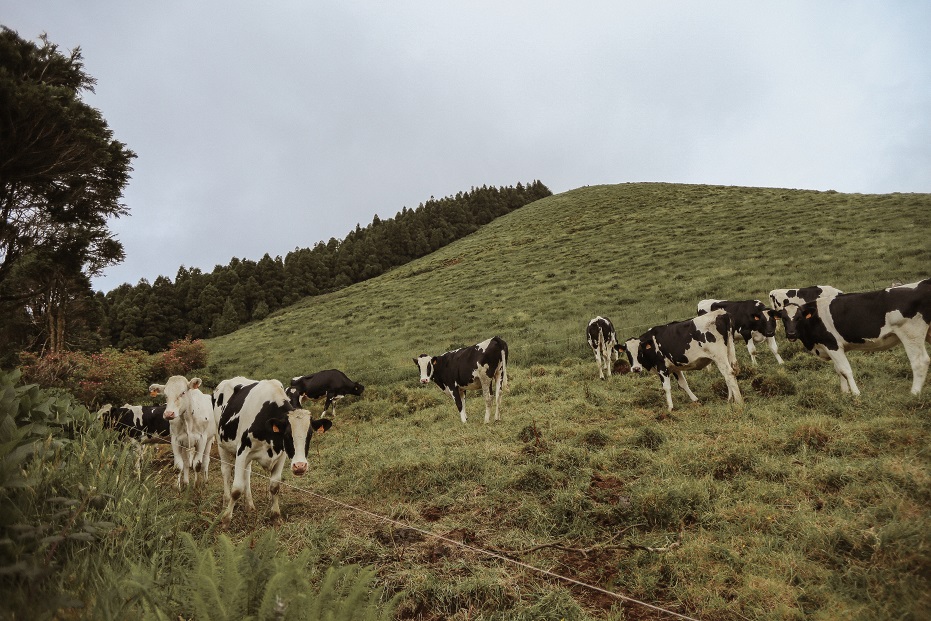 Happy Azorean cows - Moo!