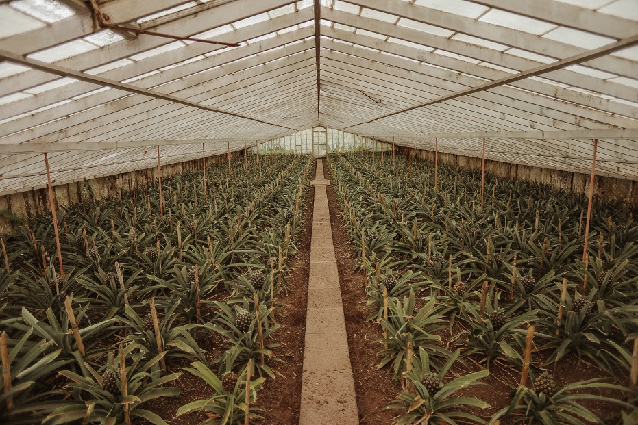 Pineapple greenhouses