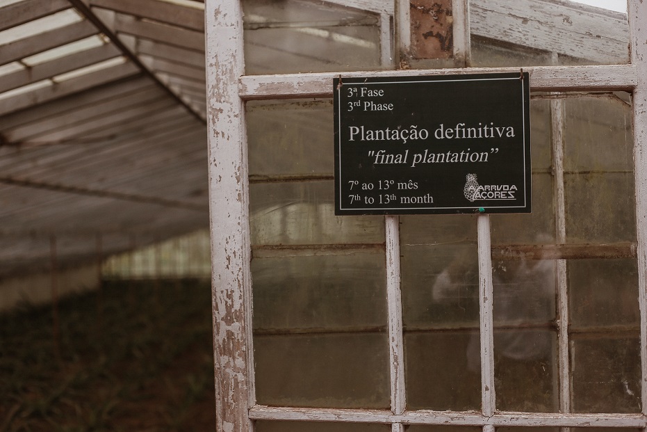 Entrance to the third phase pineapple greenhouse