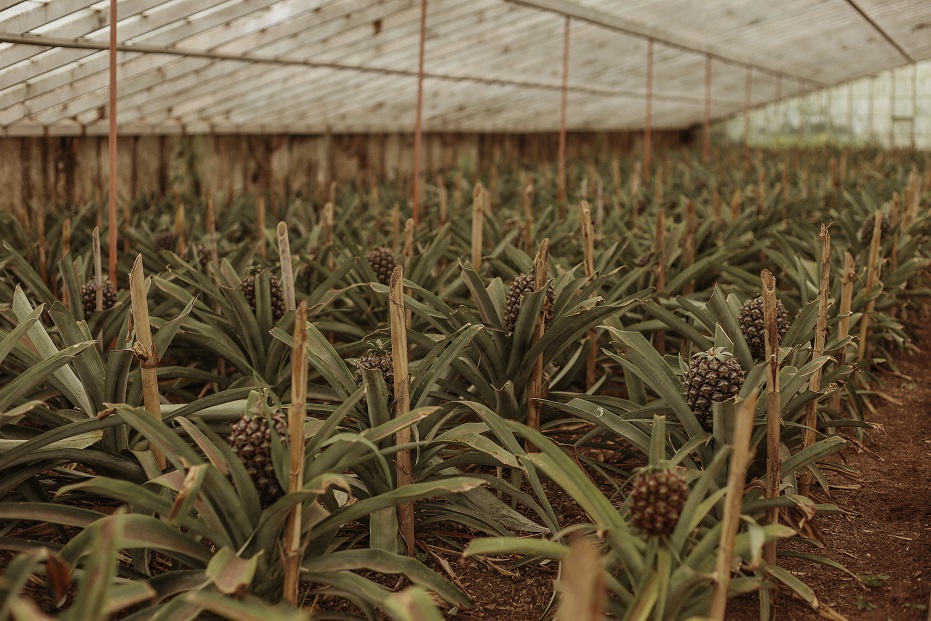 Pineapples growing on a greenhouse