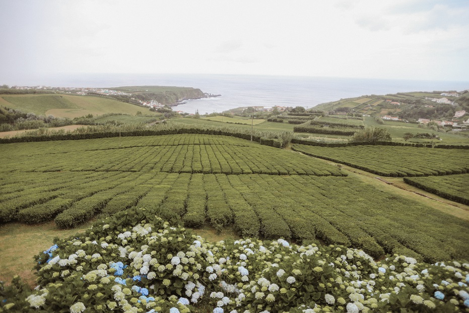 Tea plantation