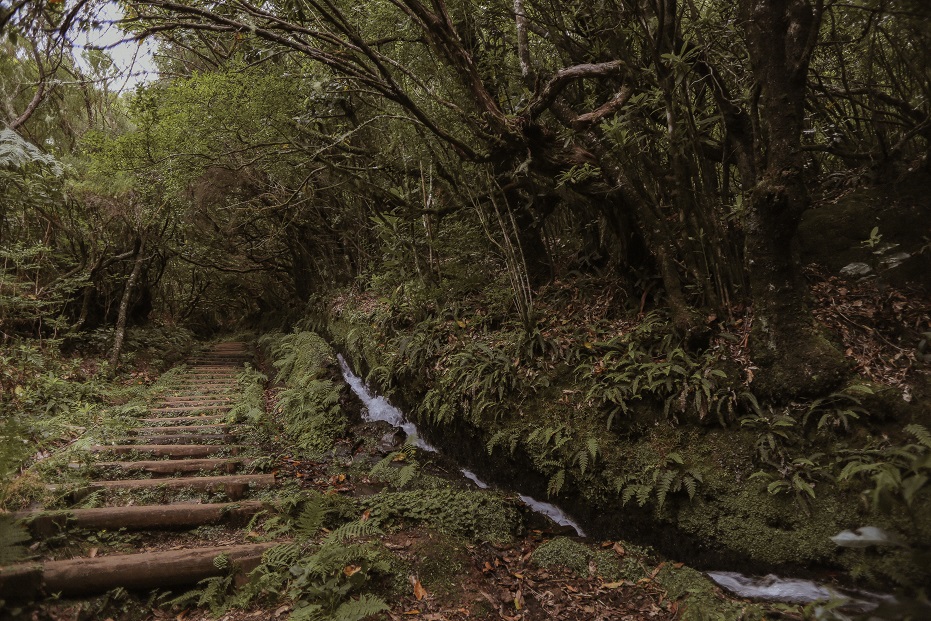 Walking through the Madiera forest