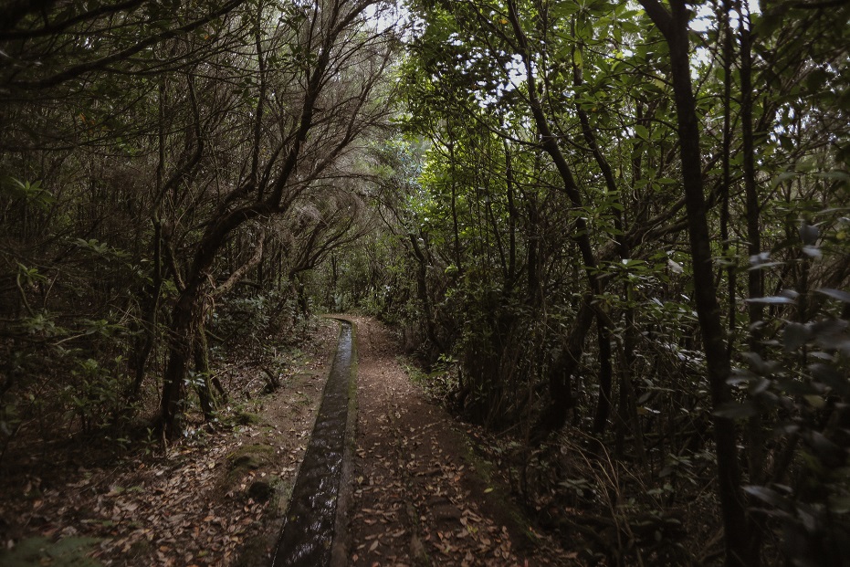 Typical Levada Walk view