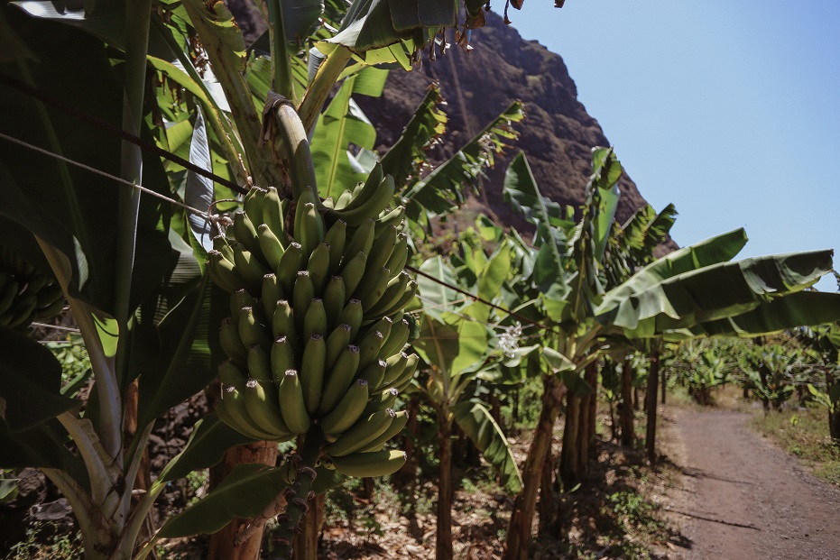 Organic farming in Aja Dos Padres