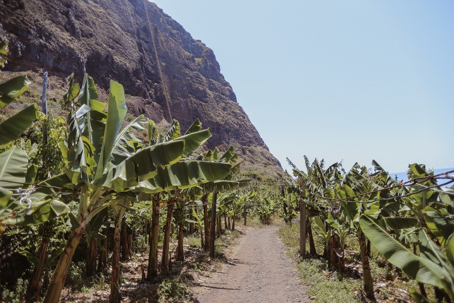 Banana plantation near Faja Dos Padres