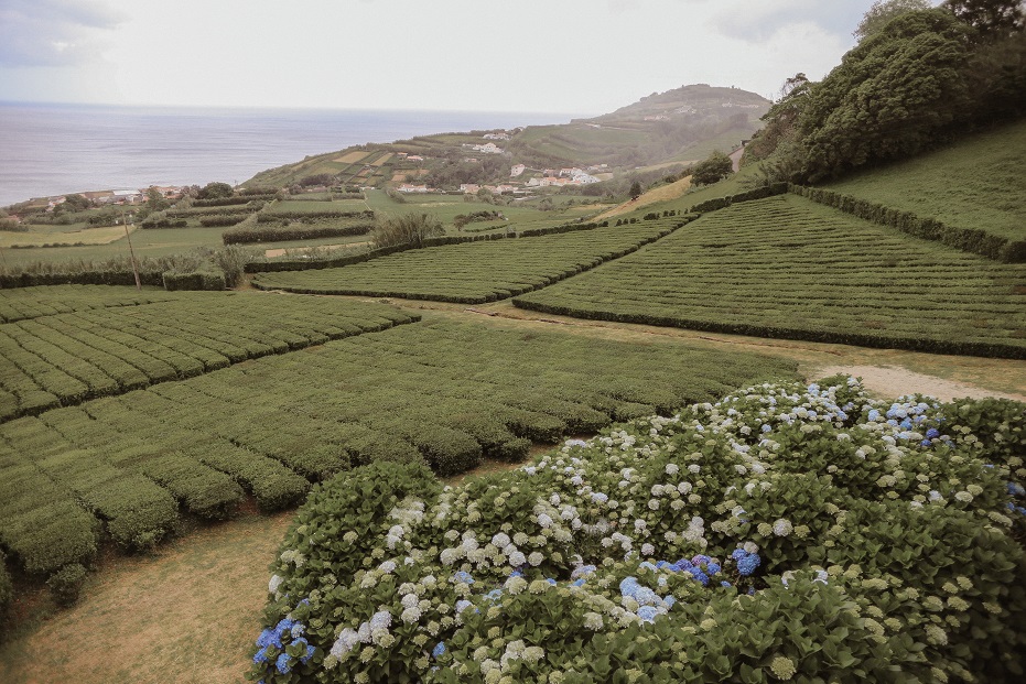 Tea plantation on San Miguel Island
