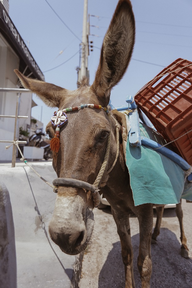 "parked" donkey waiting for a job